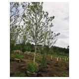 Birch Heritage River Betula Nigra 