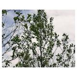 Birch Heritage River Betula Nigra 