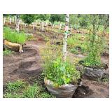 Birch Heritage River Betula Nigra 