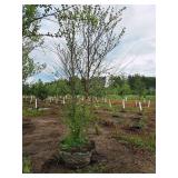 Clump, Heritage River Birch Betula Nigra 