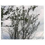 Clump, Heritage River Birch Betula Nigra 