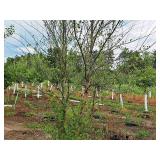 Clump, Heritage River Birch Betula Nigra 