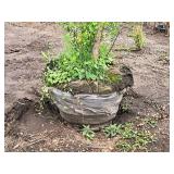 Clump, Heritage River Birch Betula Nigra 