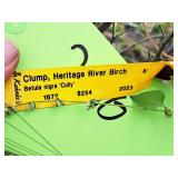 Clump, Heritage River Birch Betula Nigra 