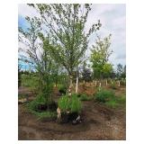 Heritage River Birch 3" caliper, Ball & Burlap SKU#5541