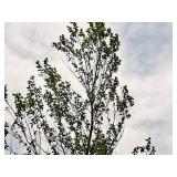 Heritage River Birch 3" caliper, Ball & Burlap SKU#5541