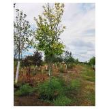 Maple Scarlet Jewell Red Acer Rebrum Bailcraig 2.5" caliper, Ball & Burlap SKU#6084