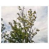 Maple Scarlet Jewell Red Acer Rebrum Bailcraig 2.5" caliper, Ball & Burlap SKU#6084