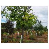 Maple Scarlet Jewell Red Acer Rebrum Bailcraig 2.5" caliper, Ball & Burlap SKU#6084