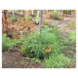 Maple Scarlet Jewell Red Acer Rebrum Bailcraig 2.5" caliper, Ball & Burlap SKU#6084