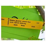 Maple Scarlet Jewell Red Acer Rebrum Bailcraig 2.5" caliper, Ball & Burlap SKU#6084