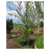 Clump, Heritage River Birch Betula Nigra 