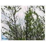 Clump, Heritage River Birch Betula Nigra 