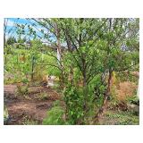 Clump, Heritage River Birch Betula Nigra 