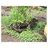 Clump, Heritage River Birch Betula Nigra 