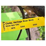 Clump, Heritage River Birch Betula Nigra 