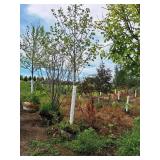 Maple Celebration 2.5" caliper, Ball & Burlap SKU#312