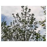 Maple Celebration 2.5" caliper, Ball & Burlap SKU#312