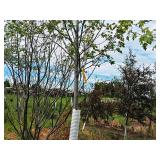 Maple Celebration 2.5" caliper, Ball & Burlap SKU#312