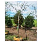 Serviceberry, Autumn Brilliance Amerlanchier x Grandiflora 2" caliper, Ball & Burlap SKU#7063