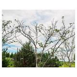 Serviceberry, Autumn Brilliance Amerlanchier x Grandiflora 2" caliper, Ball & Burlap SKU#7063