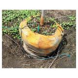 Serviceberry, Autumn Brilliance Amerlanchier x Grandiflora 2" caliper, Ball & Burlap SKU#7063