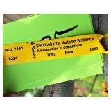 Serviceberry, Autumn Brilliance Amerlanchier x Grandiflora 2" caliper, Ball & Burlap SKU#7063