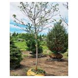 Serviceberry, Autumn Brilliance Amerlanchier x Grandiflora 2" caliper, Ball & Burlap SKU#7063