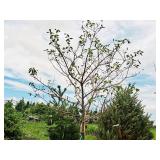 Serviceberry, Autumn Brilliance Amerlanchier x Grandiflora 2" caliper, Ball & Burlap SKU#7063