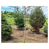 Serviceberry, Autumn Brilliance Amerlanchier x Grandiflora 2" caliper, Ball & Burlap SKU#7063