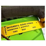 Serviceberry, Autumn Brilliance Amerlanchier x Grandiflora 2" caliper, Ball & Burlap SKU#7063