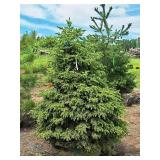 Black Hills Spruce Picea Glauca Densata 5