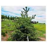 Black Hills Spruce Picea Glauca Densata 5
