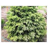 Black Hills Spruce Picea Glauca Densata 5