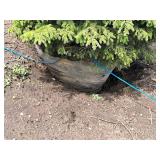 Black Hills Spruce Picea Glauca Densata 5