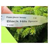 Black Hills Spruce Picea Glauca Densata 5
