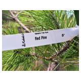 Red Pine 5