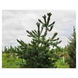 Scotch Pine Pinus Sylvestris 6