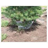 Scotch Pine Pinus Sylvestris 6