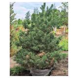 Scotch Pine Pinus Sylvestris 5