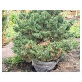 Scotch Pine Pinus Sylvestris 5
