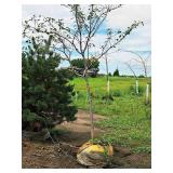 Autumn Brilliance Serviceberry Amelanchier x Grandiflora Ball & Burlap