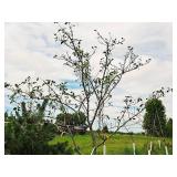 Autumn Brilliance Serviceberry Amelanchier x Grandiflora Ball & Burlap