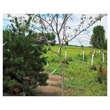 Autumn Brilliance Serviceberry Amelanchier x Grandiflora Ball & Burlap