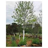 Maple Burgundy Belle Red Acer Rebrum Magnificent Magenta 3" caliper, Ball & Burlap SKU#1727