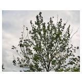 Maple Burgundy Belle Red Acer Rebrum Magnificent Magenta 3" caliper, Ball & Burlap SKU#1727