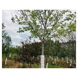 Maple Burgundy Belle Red Acer Rebrum Magnificent Magenta 3" caliper, Ball & Burlap SKU#1727