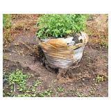 Maple Burgundy Belle Red Acer Rebrum Magnificent Magenta 3" caliper, Ball & Burlap SKU#1727