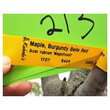 Maple Burgundy Belle Red Acer Rebrum Magnificent Magenta 3" caliper, Ball & Burlap SKU#1727