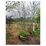 Serviceberry Clump Autumn Brilliance 8